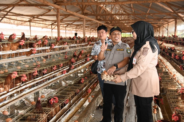 Wabup Bengkalis Kunjungi Peternakan Ayam Petelur Lokal, Dorong Kemandirian Pangan dan Tekan Inflasi