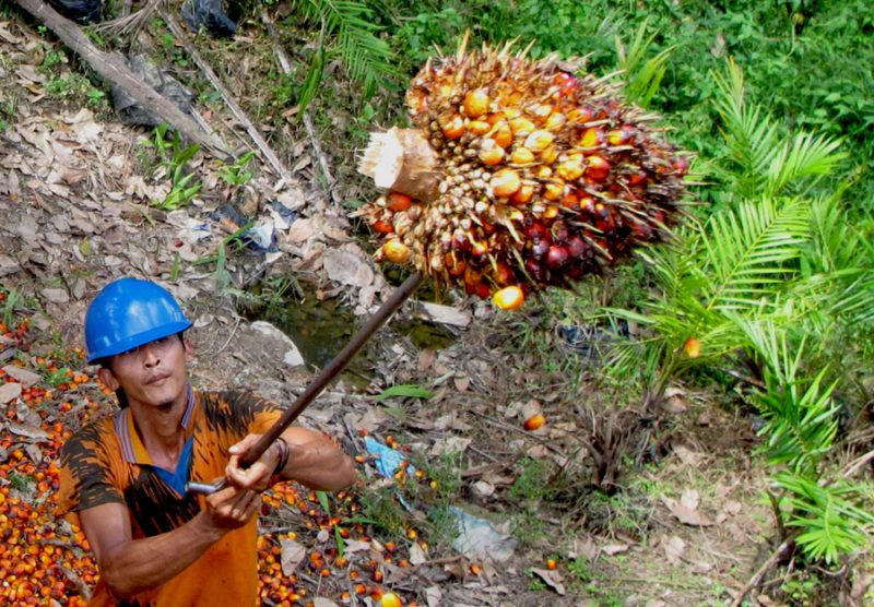 KABAR BURUK...Harga TBS Kelapa Sawit di Riau Turun Lagi Rp Rp57,33