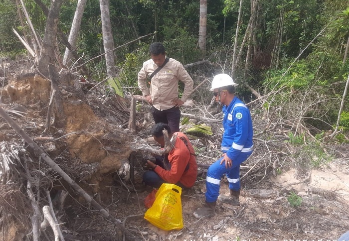 Jejak Harimau Sumatra Terdeteksi di Areal  Kerja PHR Minas