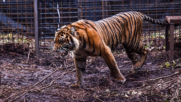 Delapan Bulan Jalani Perawatan,  Harimau Corina Kini Dilepasliarkan Kembali