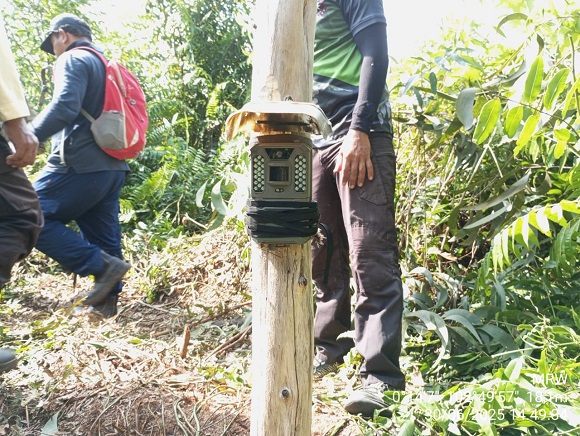 Konflik Harimau-Ternak di Pelalawan: BBKSDA Riau Turun Tangan