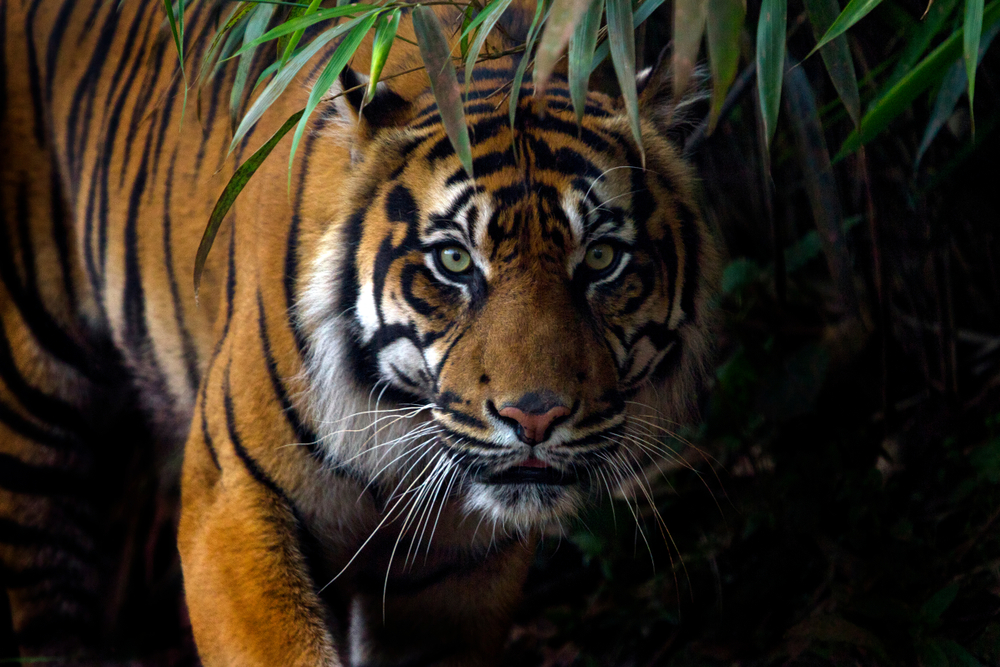Tim BBKSDA Turun ke Lokasi Warga Diterkam Harimau di Inhil