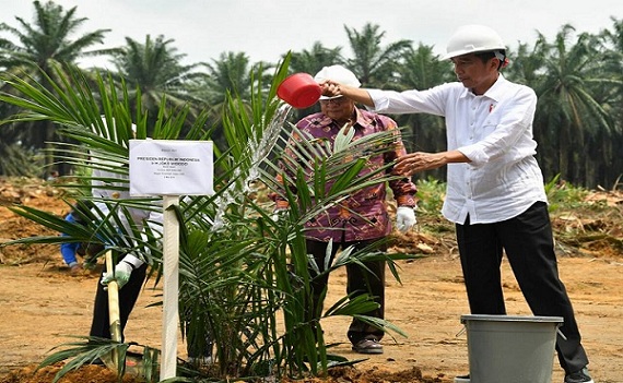 Jokowi Tak Konsisten, Subsidi Konglomerat Sawit Rp7,5 Triliun, Petani Rakyat Disuruh Beralih Tanam Petai dan Jengkol