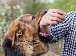 Dinas Peternakan dan Kesehatan Hewan Riau Gelar Vaksinasi Rabies Gratis Hingga 30 September