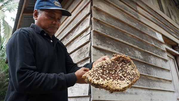 Warga Desa di Ukui Panen Madu dengan Kearifan Lokal