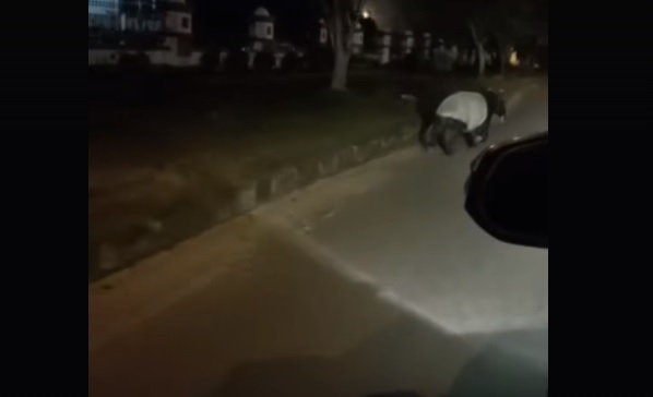 BBKSDA Pantau Laporan Tapir Masuk Kota Pangkalan Kerinci, Ini Yang Mereka Temukan