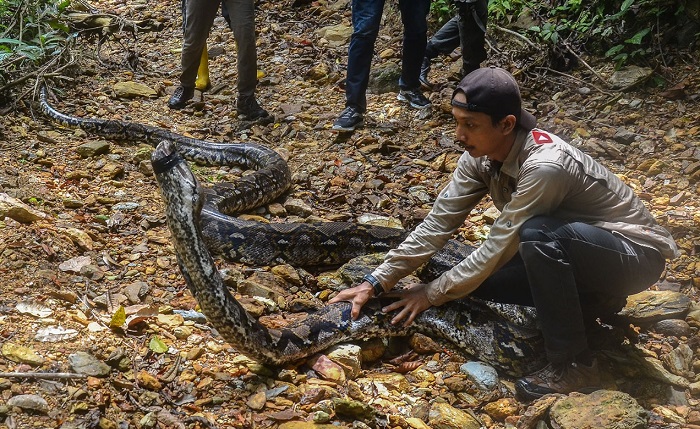 Ular Phyton Raksasa 9 Meter Yang Ditangkap Amar di Bunut Kembali Dilepasliarkan, Ini Penampakannya...