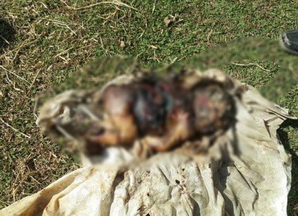 Ngeri! Warga Temukan Mayat Bayi di Semak-semak, Kepala Tinggal Tengkorak, Gunting Menempel di Punggung