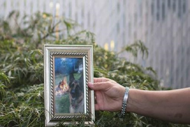 Namanya Buddy, Anjing Pertama yang Mati karena Positif Covid-19