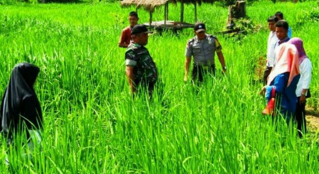 Ini yang Dilakukan Prajurit  TNI dan Polri untuk Petani Pulau Danau Rohul