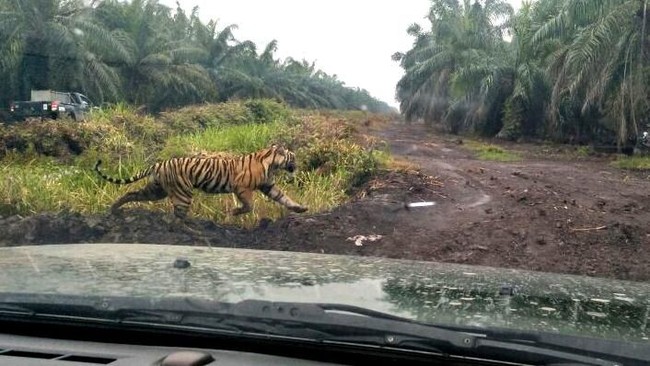Ngerinya Warga Dusun Sinar Danau-Inhil saat Melihat Harimau Bonita Duel dengan Kerbau 