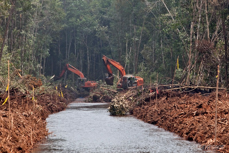 Terancam Di-PHK Massal, Pekerja Kehutanan Riau Ingin Jumpa Presiden Jokowi