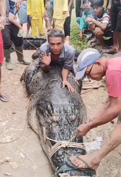 REKOR! Warga Reteh Inhil  Tangkap Buaya Monster  Sepanjang 7 Meter, Ini Penampakannya...