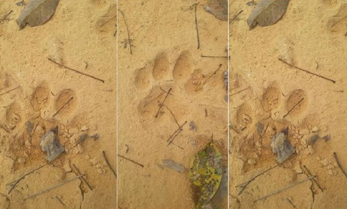 Setelah Kera, Kini Warga Koto Tuo Kampar Dihantui dengan Kemunculan Harimau Sumatera