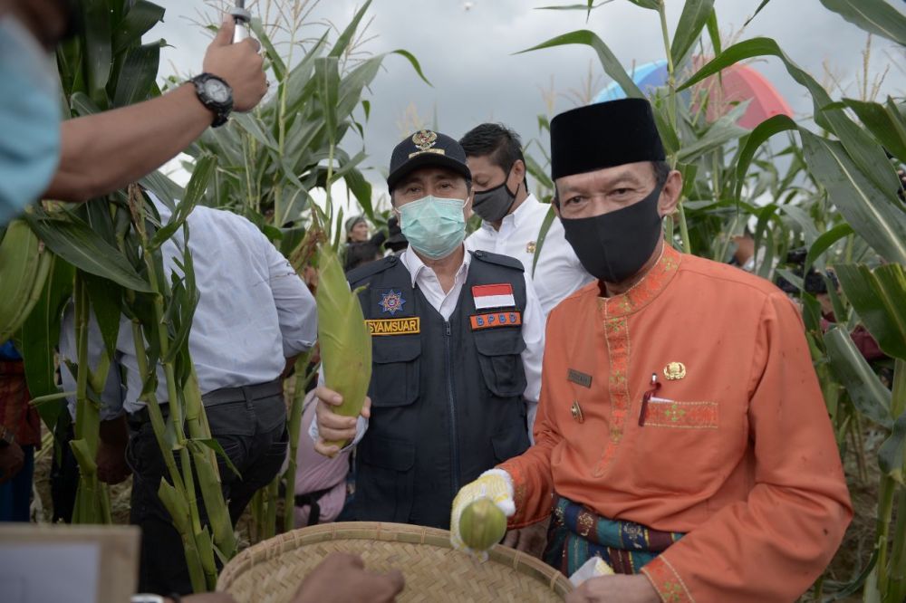 Gubri Hadiri Panen Ketahanan Pangan dan Penjualan Hasil Panen di Pelalawan