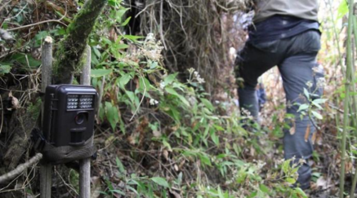 Pastikan Keberadaan Dua Harimau Sumatera di Lirik-Inhu, BKSDA Pasang Kamera Trap