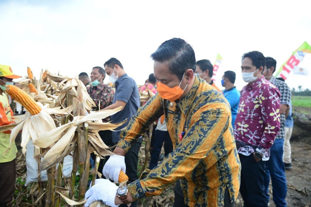 Asisten I Setdaprov Riau Hadiri Panen Jagung Pipil Hibrida