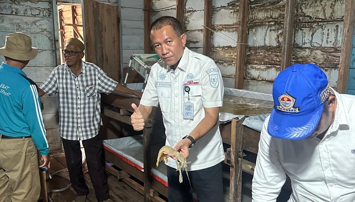 Melirik Potensi Udang 'Nenek' di  Inhil, Harganya Bisa Capai Rp150 Ribu Per Ekor...