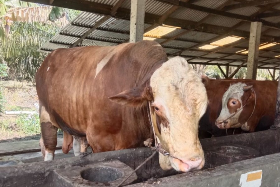 Empat Kabupaten/Kota di Riau Usulkan Sapi Jumbo untuk Bantuan Presiden