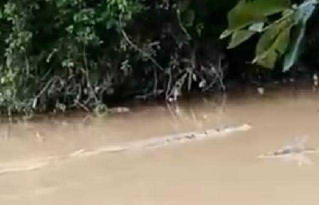 WAH GAWAT... Warga Desa Talontam di Kuansing Lihat Penampakan 2 Ekor Buaya saat Banjir