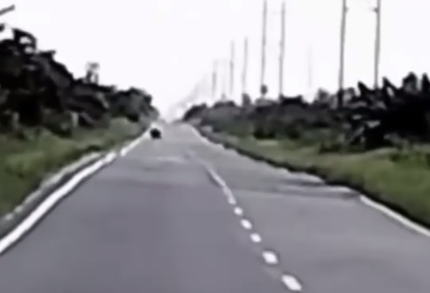 Turun ke Jalan Lintas Buton, Ini Pejelasan BBKSDA Soal Penampakan Harimau