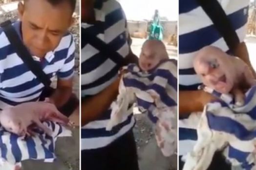Geger! Babi Ini Terlahir Cacat dengan 'Wajah dan Rambut Manusia'
