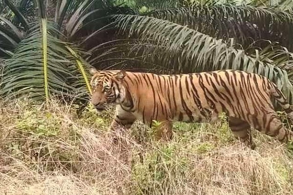Kembali Didatangi Harimau, Dua Petani di Tasik Tebing Serai Urung Lakukan Panen Sawit