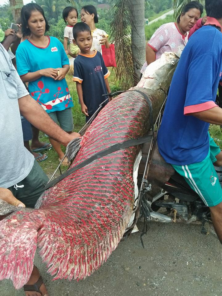 DILARANG...Masyarakat Diminta Serahkan Ikan Araipaima Gigas dan Aligator ke DKP Riau 