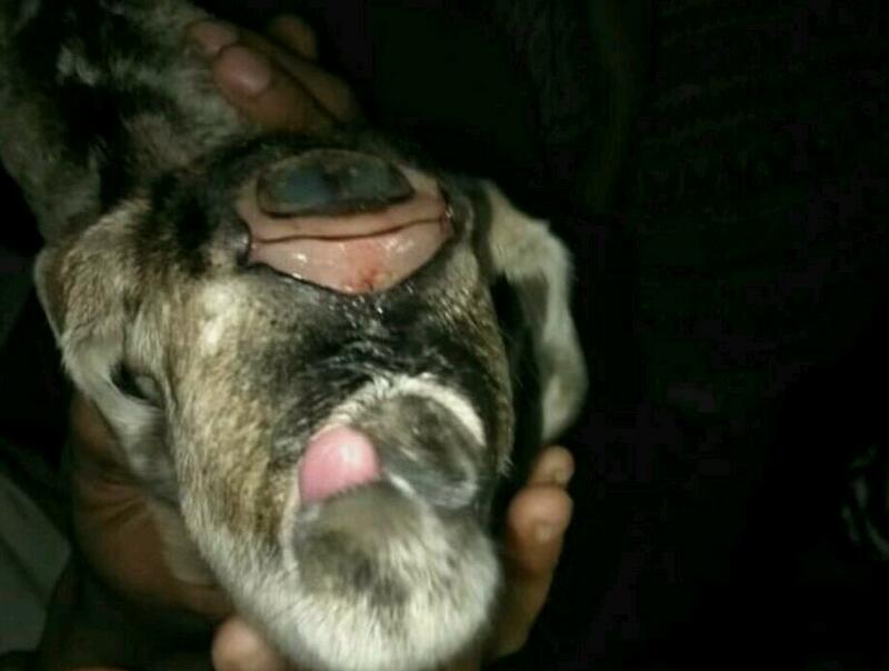 GEGER...Ada Kambing Mata Satu Bersuara Bayi Gegerkan Warga, Ini Foto dan Videonya 