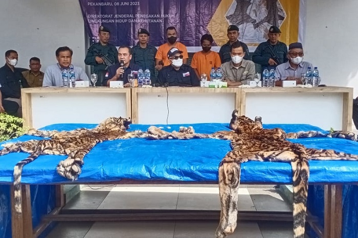 Jual Kulit dan Taring Harimau, Tiga Pria Diamankan Gakkum LHK di Teluk Meranti