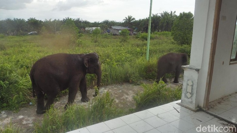 IHHH SERAM...Dua Ekor Gajah Masuk ke Perkampungan, Warga Desa di Dumai Ketakutan
