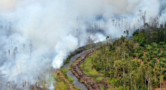 Satgas Penanggulangan Karhutla Temukan Kebakaran di Sekitar Area 5 Perusahaan di Riau