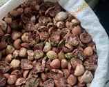Cek Harga Pinang Kering Riau di Sini