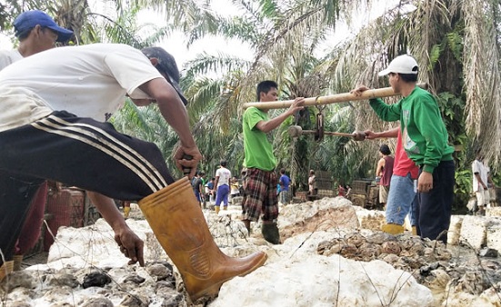 Harga Karet, Kopra, Sagu dan Pinang di Riau Alami Kenaikan Pekan Ini, Berikut  Besarannya...