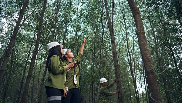Di Tengah Himpitan Pandemi, Begini Upaya Industri Kehutanan Penghasil Pulp dan Kertas di Indonesia  Tetap Bertahan...