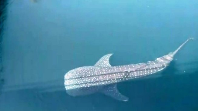 Kasihan! Sudah 4 Hari Hiu Paus Langka Ini Terjebak di Saluran Air PLTU Paiton, Ini Videonya