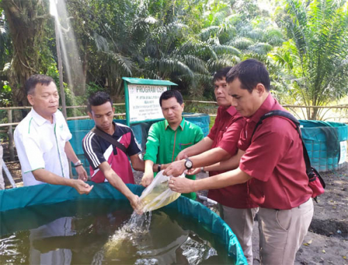 Dukung Kemandirian, Asian Agri Alokasikan CSR  Ikan dan Kolam Bioflok di  Desa Tambak