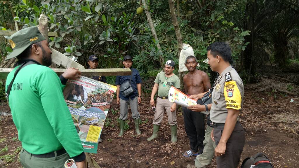 Bikin Resah Warga, BKSDA dan WWF Riau Telusuri Jejak Harimau Sumatera di Inhil