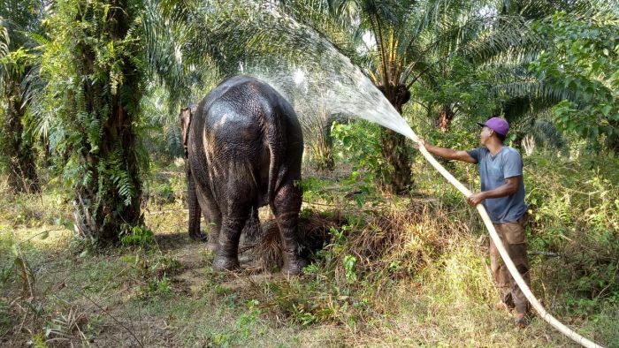 BBKSDA Riau Evakuasi Gajah Betina di Desa Melayu Besar Kota