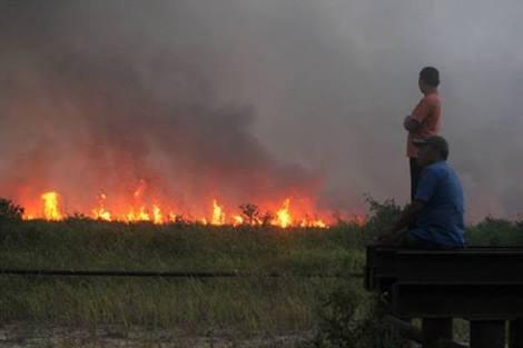 15 Hektare Lahan Gambut Riau Kembali Terbakar, Ulah Siapa?