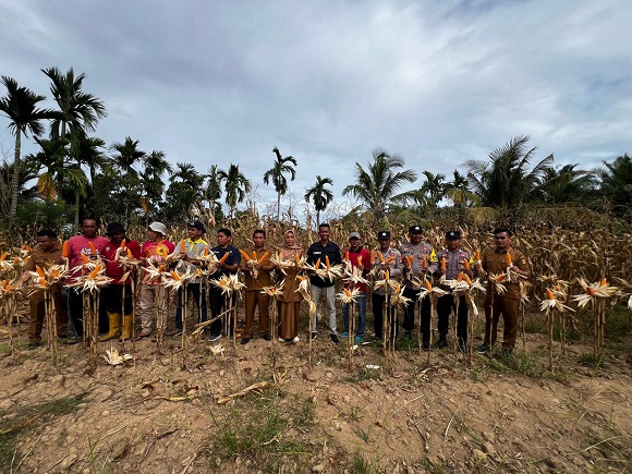 Program Jagung Pipil, Dua Desa Berhasil Panen Jagung Pipil Perdana Di Kuansing
