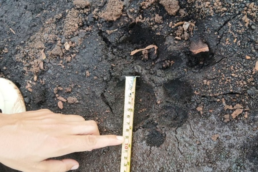 Detik-detik Menegangkan Zulfikar Bertemu Harimau Sumatera Jarak 4 Meter di Kebun Sawit Siak