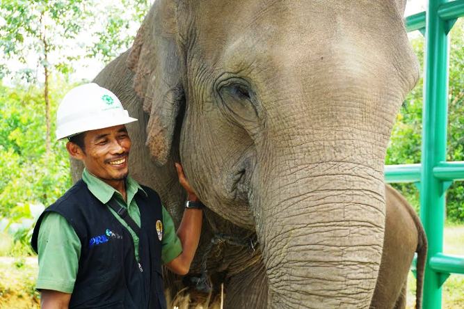 Sarmin Sudah 11 Tahun Jadi Mahout, Rawat Gajah Seperi Merawat Diri Sendiri
