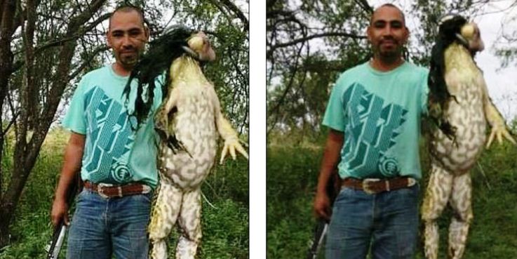 Gedenyaaa... Pria Ini Tangkap Katak Raksasa, Lihat Ukurannya