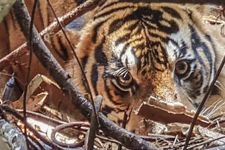 Mencekam Harimau Sumatera Masuk Camp Pekerja PBPH