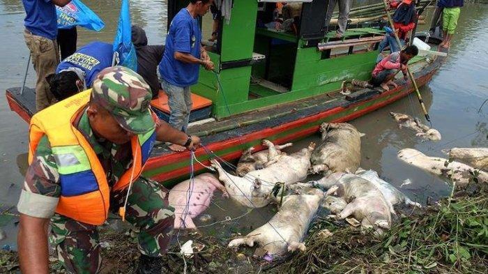 Busyet! Babi yang Mati di Sumut Capai 22.985 Ekor, Bangkainya Sampai ke Aceh