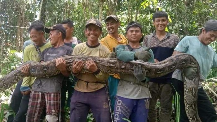 Piton 7 Meter Bikin Geger, Langsung Dibunuh Warga
