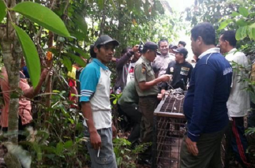 SEREMMM... Beruang Ganas Belum Berhasil Ditangkap, Warga Kampar Kiri Tak Berani ke Kebun