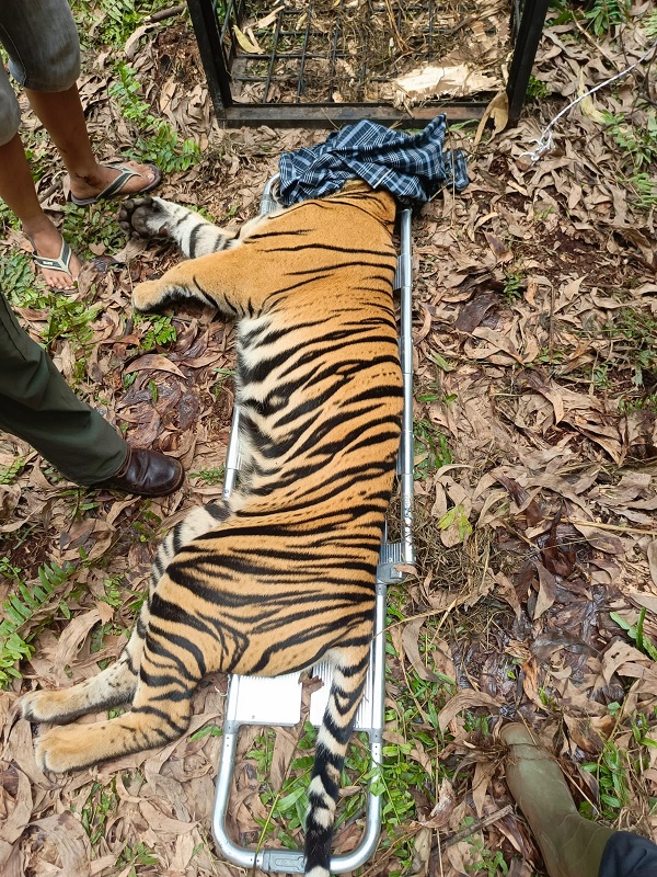Konflik dengan Manusia, BBKSDA Evakuasi Harimau Sumatera di Hutan Pelalawan