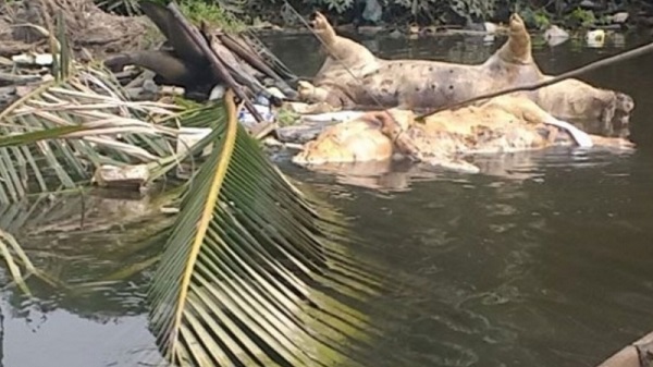 Puluhan Ribu Babi Mati di Nias, Petugas Minta Masyarakat  Jangan Sentuh Dulu